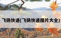 飞扬快递(飞扬快递图片大全)